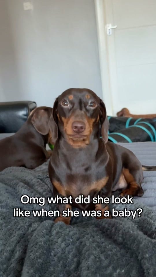 Post 1 by ciciolive_mini_weiners on TikTok (video)