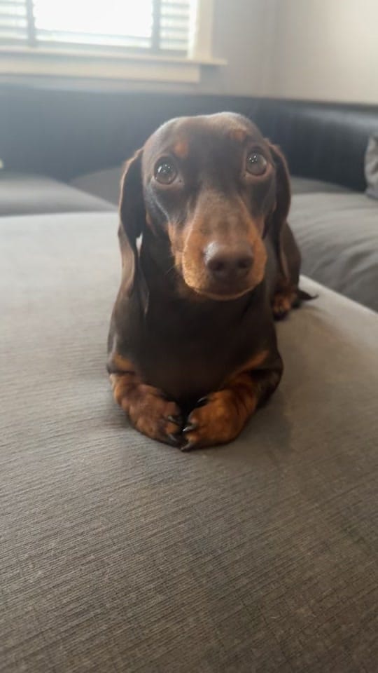 Post 2 by ciciolive_mini_weiners on TikTok (video)