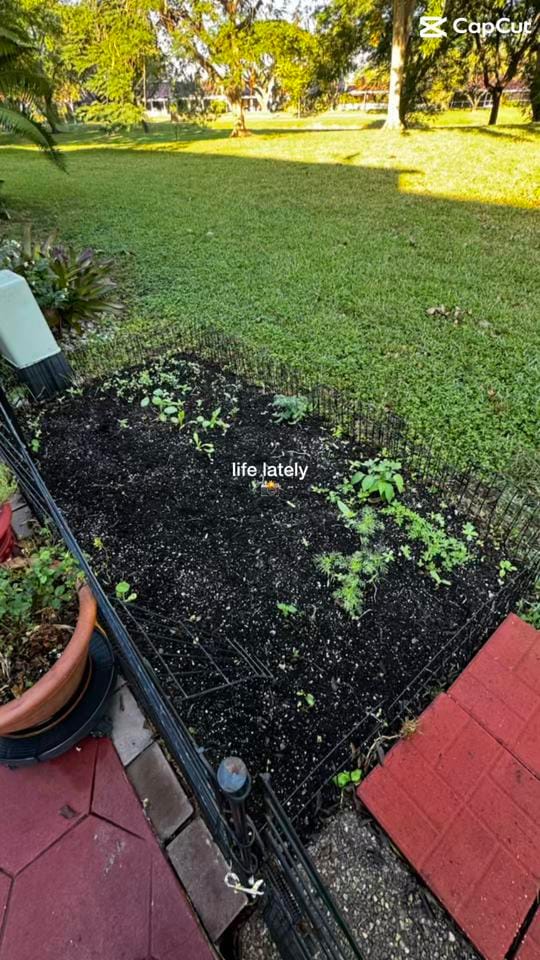 Post 3 by She is Punny on TikTok (video)