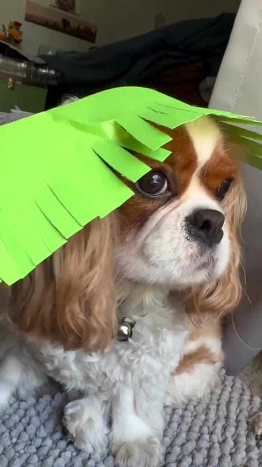 Post 1 by She is Punny on TikTok (video)