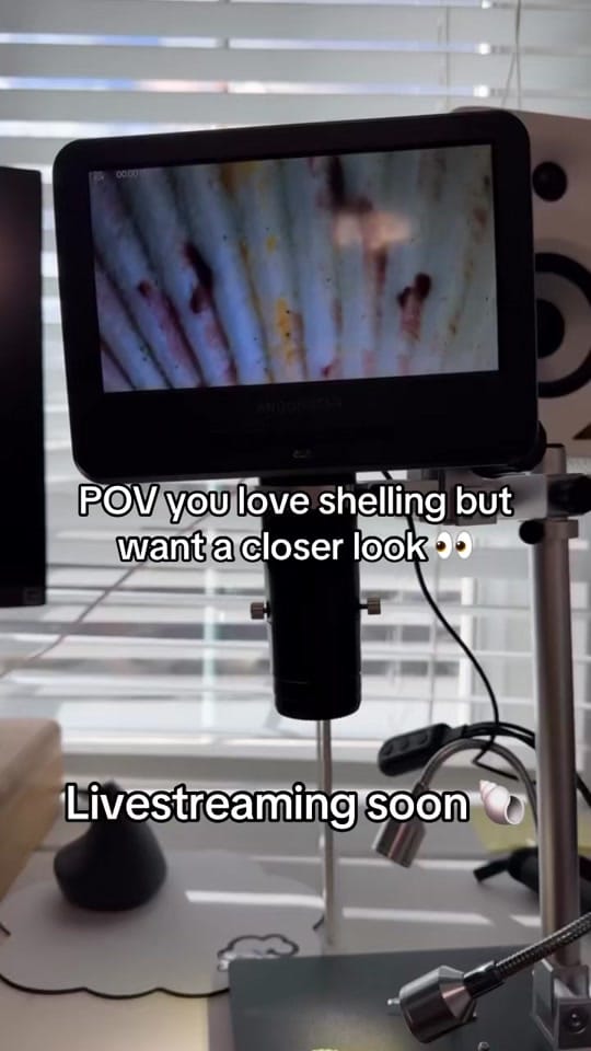 Post 7 by She is Punny on TikTok (video)
