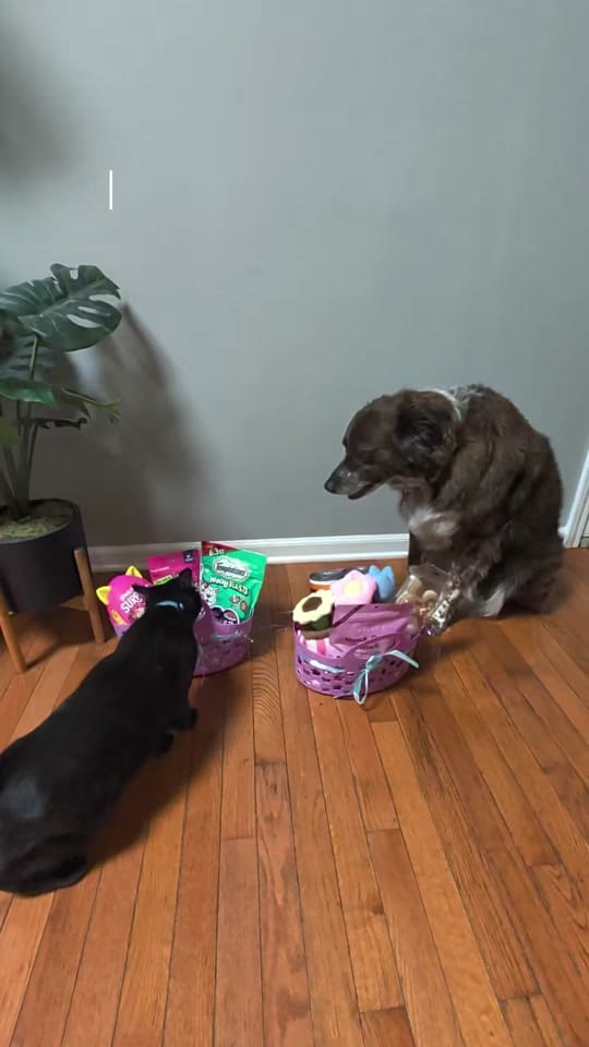 Post 2 by amandagwood on TikTok (video)