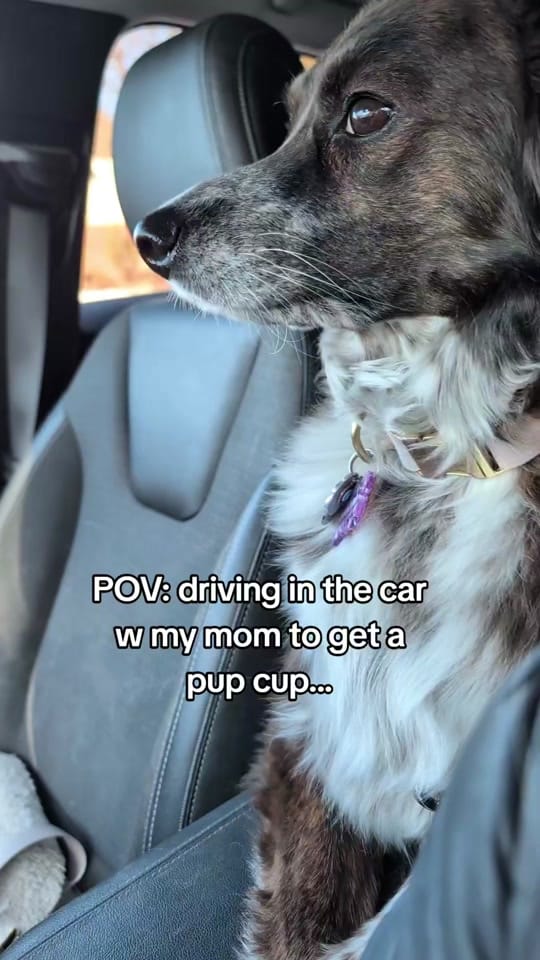 Post 9 by amandagwood on TikTok (video)