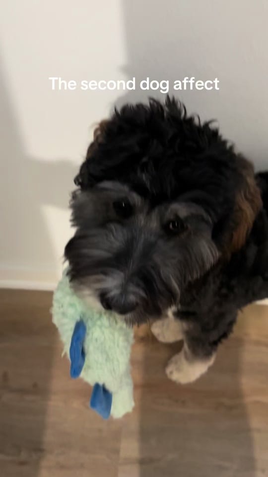 Post 3 by morganmajkaa on TikTok (video)