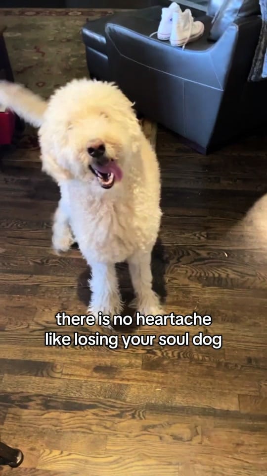 Post 9 by morganmajkaa on TikTok (video)