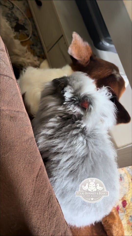 Post 6 by Nancy Estelle on TikTok (video)