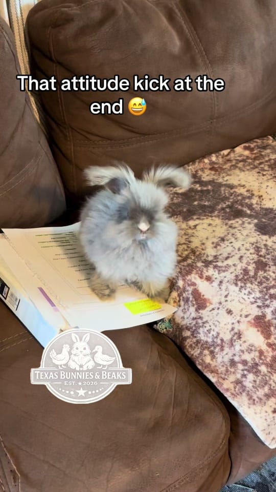 Post 2 by Nancy Estelle on TikTok (video)