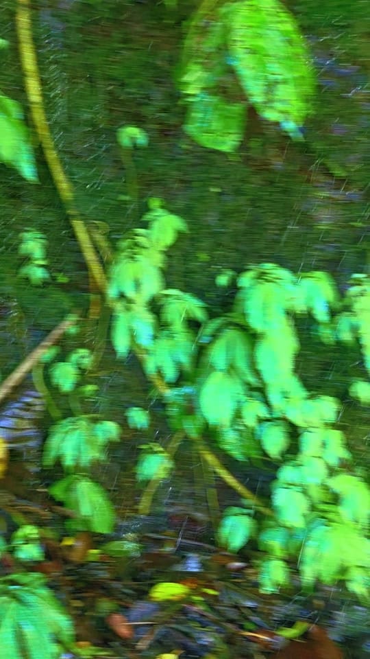Post 6 by Nick Reese on TikTok (video)