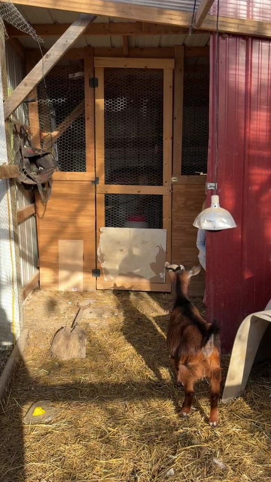Post 8 by Miranda Boland on TikTok (video)