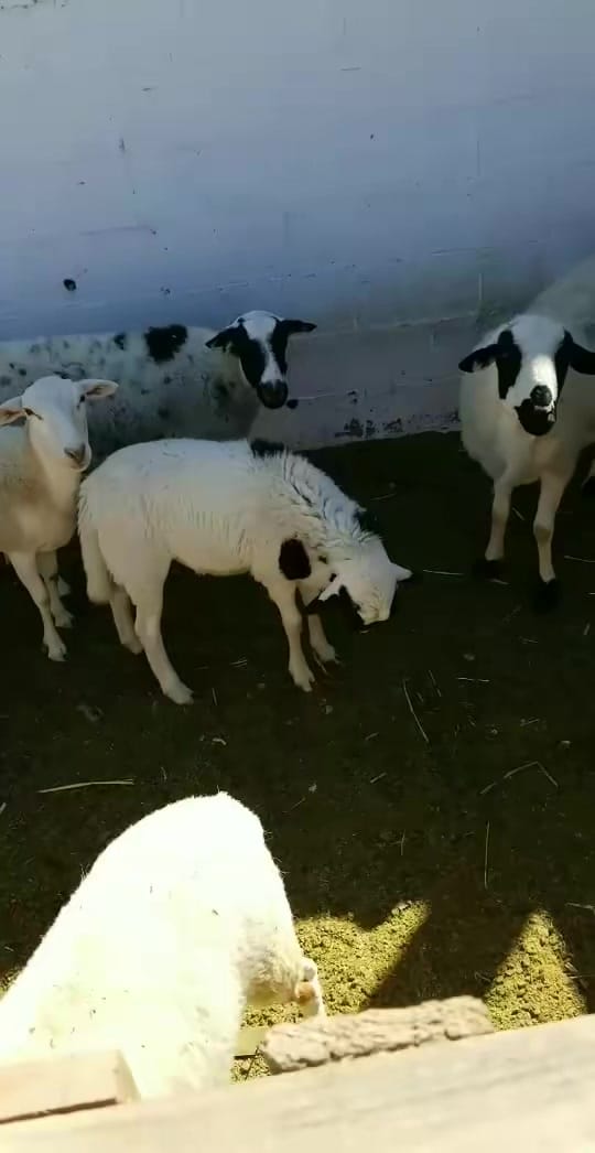 Post 1 by Mike|Your Favorite Leo ♌️ on TikTok (video)