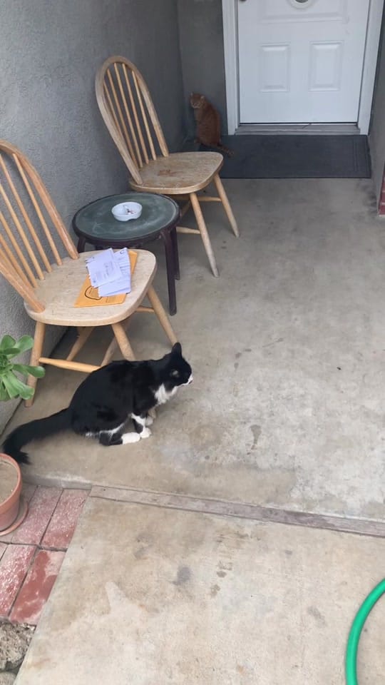 Post 10 by Mike|Your Favorite Leo ♌️ on TikTok (video)