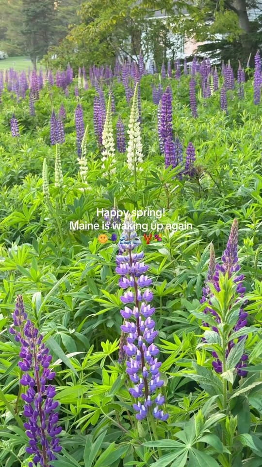 Post 4 by Julianna Deschenes on TikTok (video)