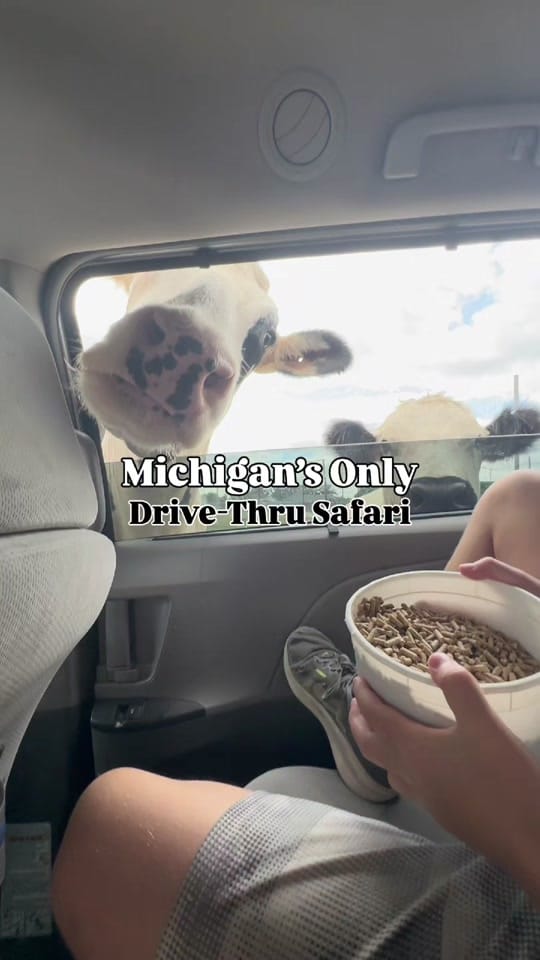 Post 5 by Hey Michigan! on TikTok (video)