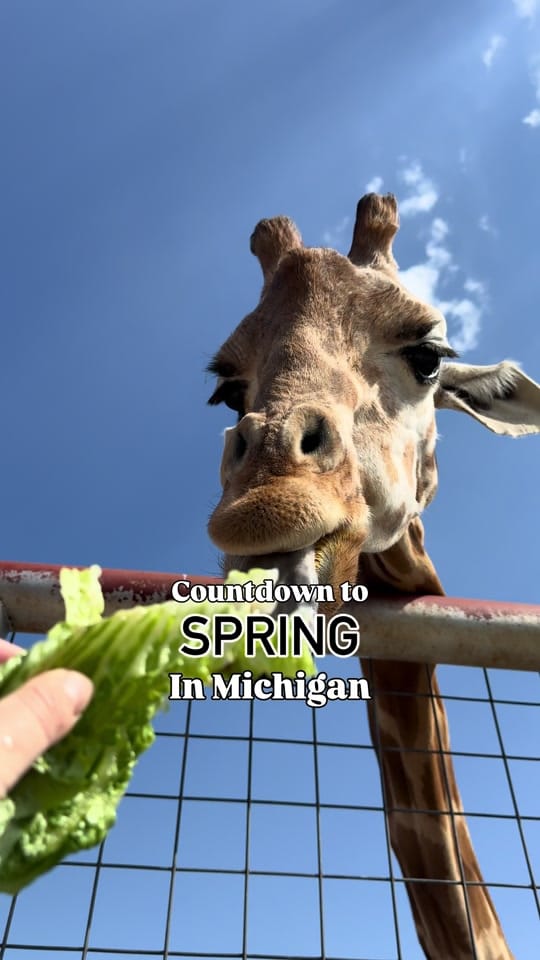 Post 9 by Hey Michigan! on TikTok (video)