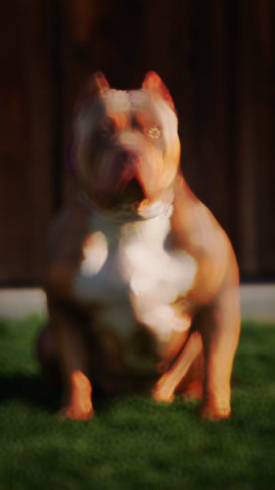Post 8 by 🐾Top Contender Bullies🐶 on TikTok (video)