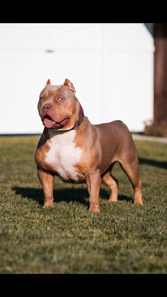 Post 9 by 🐾Top Contender Bullies🐶 on TikTok (video)
