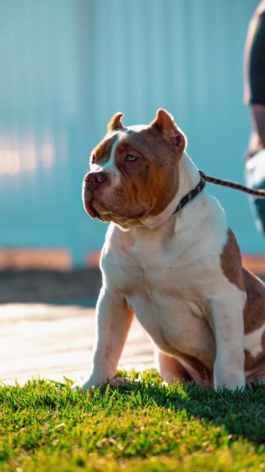 Post 5 by 🐾Top Contender Bullies🐶 on TikTok (video)