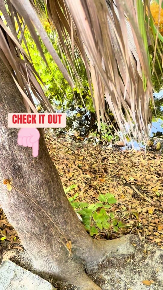 Post 5 by Yaadman Fitness [blv] on TikTok (video)