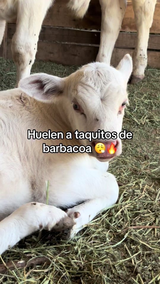 Post 2 by Alba Rincon on TikTok (video)