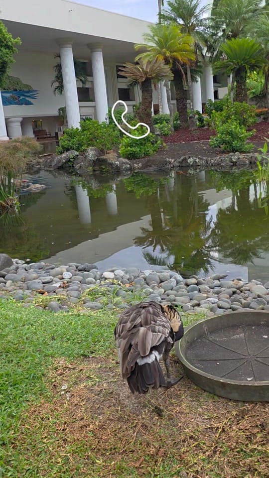 Post 3 by Janelle Travels 🌺 on TikTok (video)