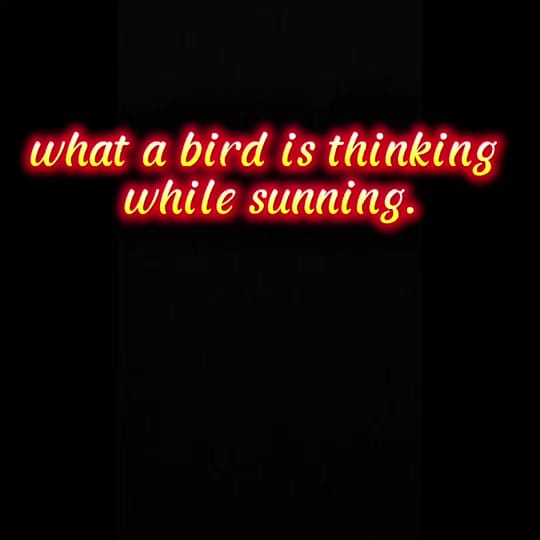 Post 4 by Avian Stalker on TikTok (video)