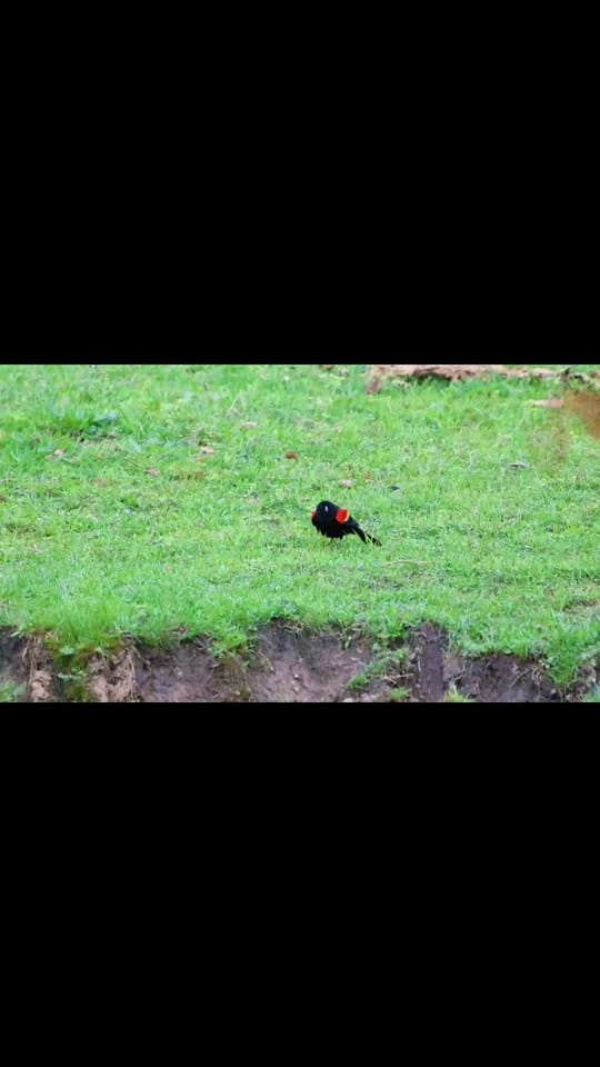 Post 9 by Avian Stalker on TikTok (video)