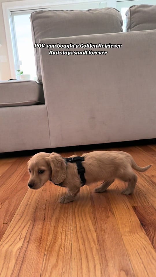Post 8 by Archie on TikTok (video)