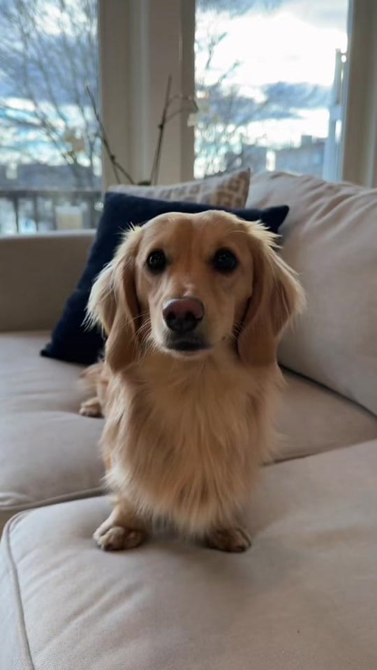 Post 1 by Archie on TikTok (video)