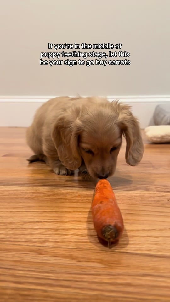 Post 5 by Archie on TikTok (video)