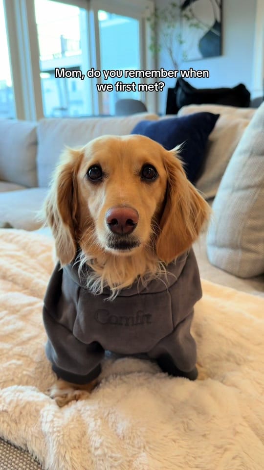 Post 3 by Archie on TikTok (video)