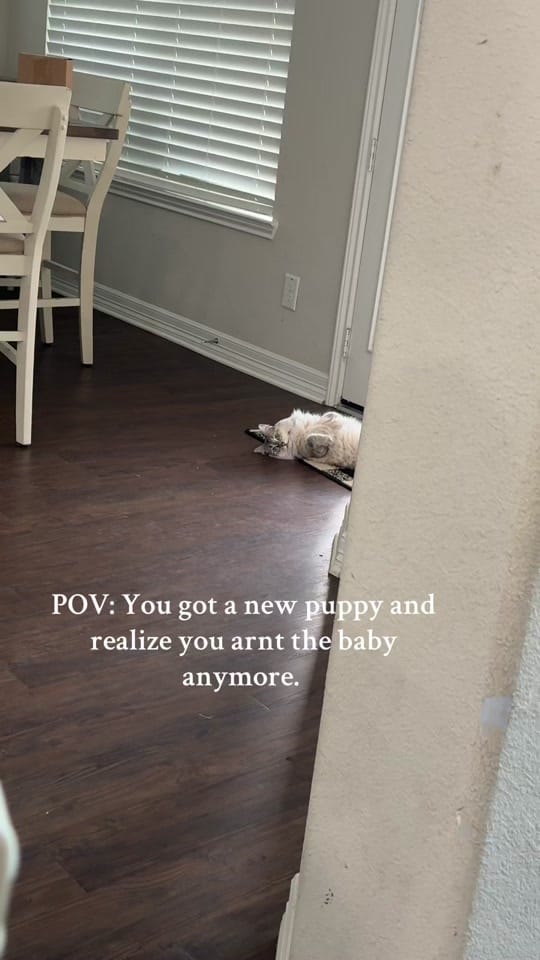 Post 10 by ForeverJoyPhotography on TikTok (video)
