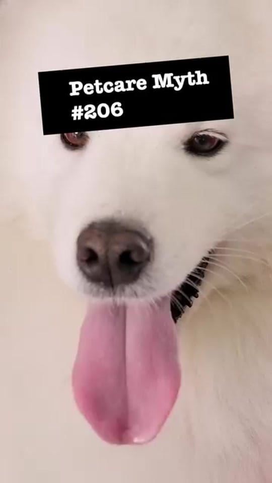 Post 7 by zestypaws.sg on TikTok (video)