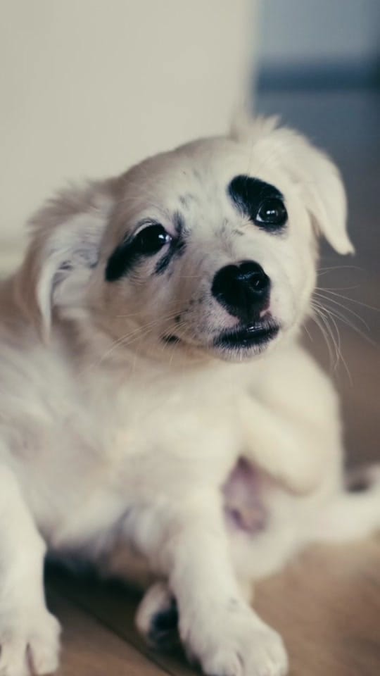Post 9 by zestypaws.sg on TikTok (video)