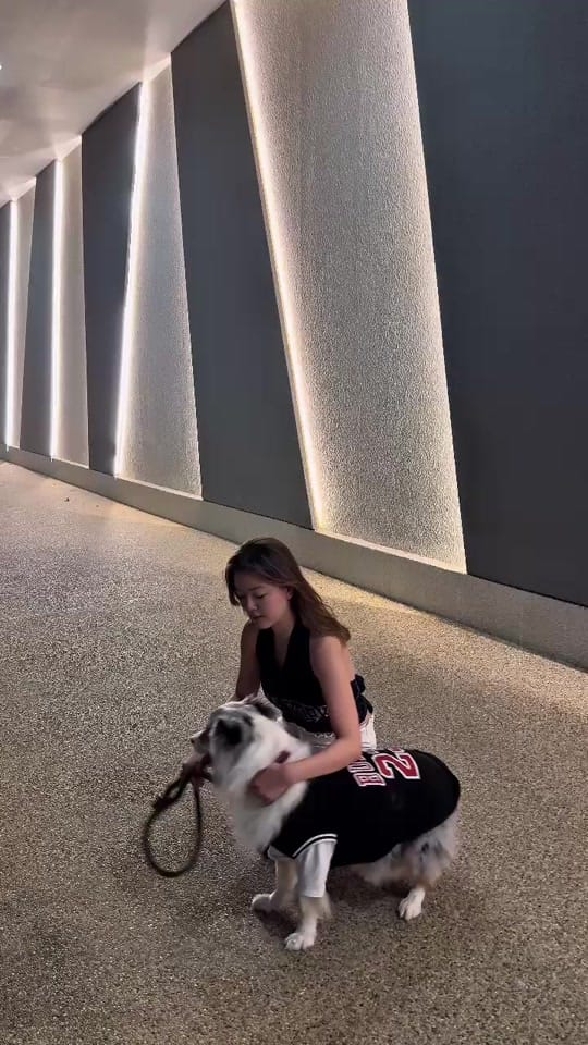 Post 3 by zestypaws.sg on TikTok (video)
