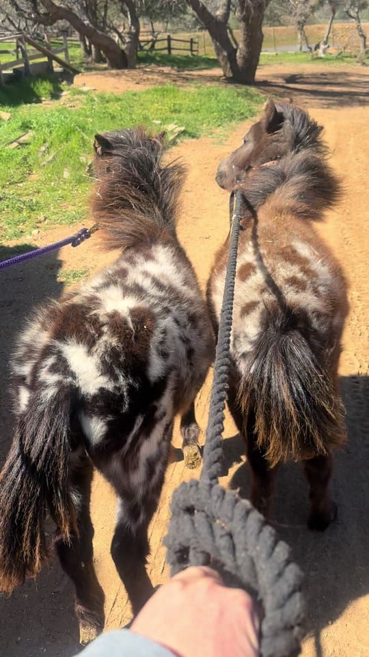 Post 6 by Mullenax Ranch 🌱🌱🌱 on TikTok (video)