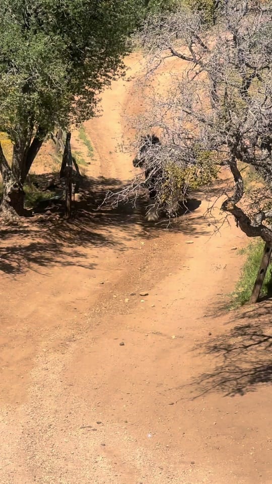Post 2 by Mullenax Ranch 🌱🌱🌱 on TikTok (video)