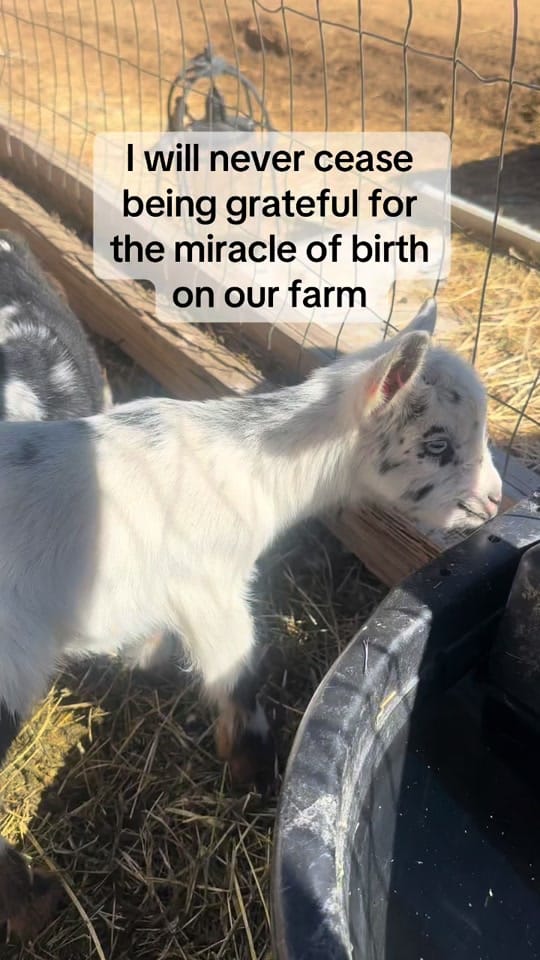Post 7 by Mullenax Ranch 🌱🌱🌱 on TikTok (video)