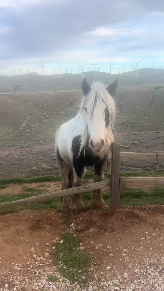 Post 10 by Mullenax Ranch 🌱🌱🌱 on TikTok (video)