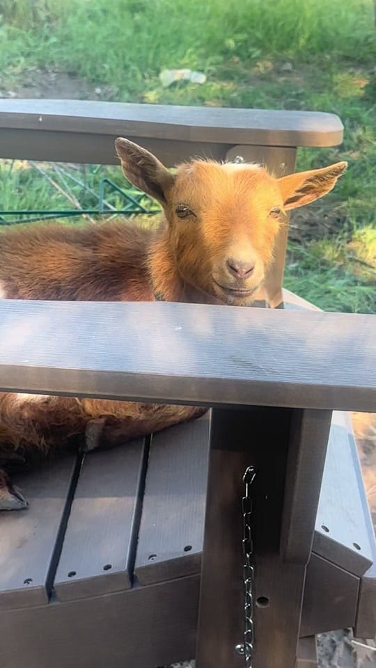 Post 3 by Mullenax Ranch 🌱🌱🌱 on TikTok (video)