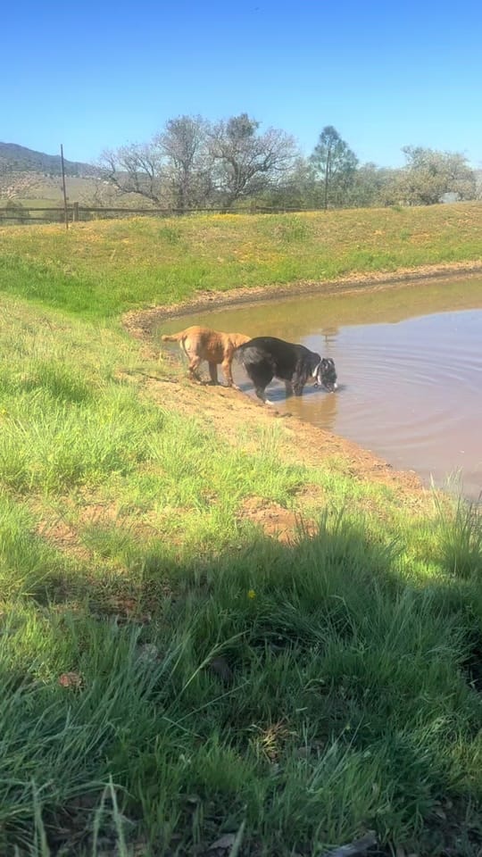 Post 4 by Mullenax Ranch 🌱🌱🌱 on TikTok (video)