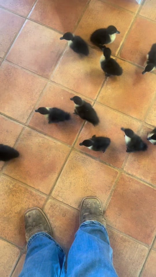 Post 1 by Mullenax Ranch 🌱🌱🌱 on TikTok (video)