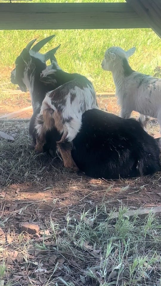 Post 5 by Mullenax Ranch 🌱🌱🌱 on TikTok (video)