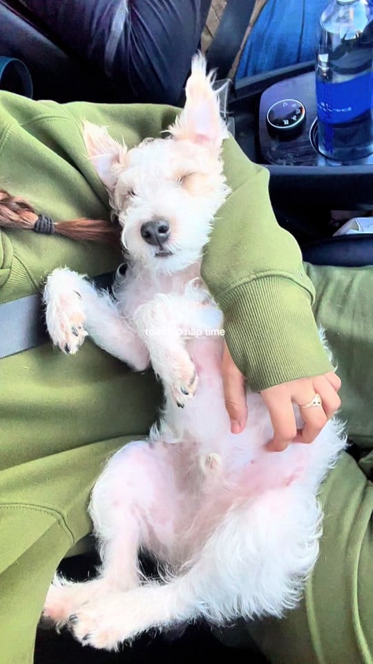 Post 8 by Finn 🐾 on TikTok (video)