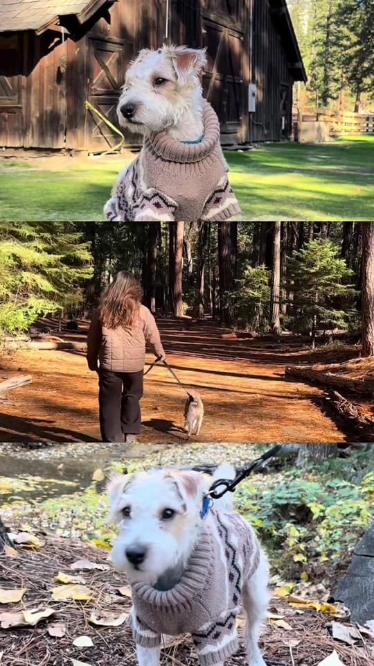 Post 7 by Finn 🐾 on TikTok (video)