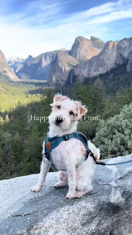 Post 10 by Finn 🐾 on TikTok (video)