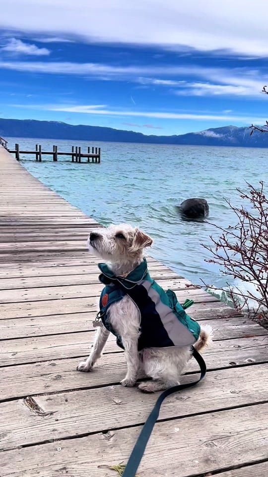 Post 4 by Finn 🐾 on TikTok (video)