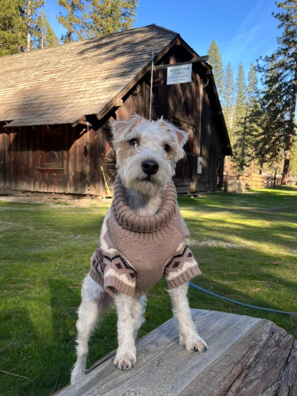 Post 6 by Finn 🐾 on TikTok (video)