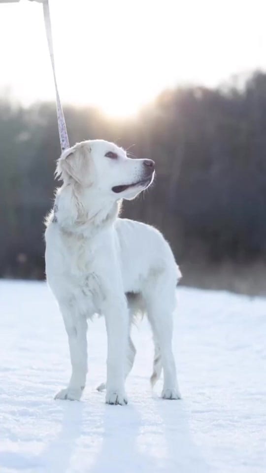 Post 1 by K Schulz Photography on TikTok (video)