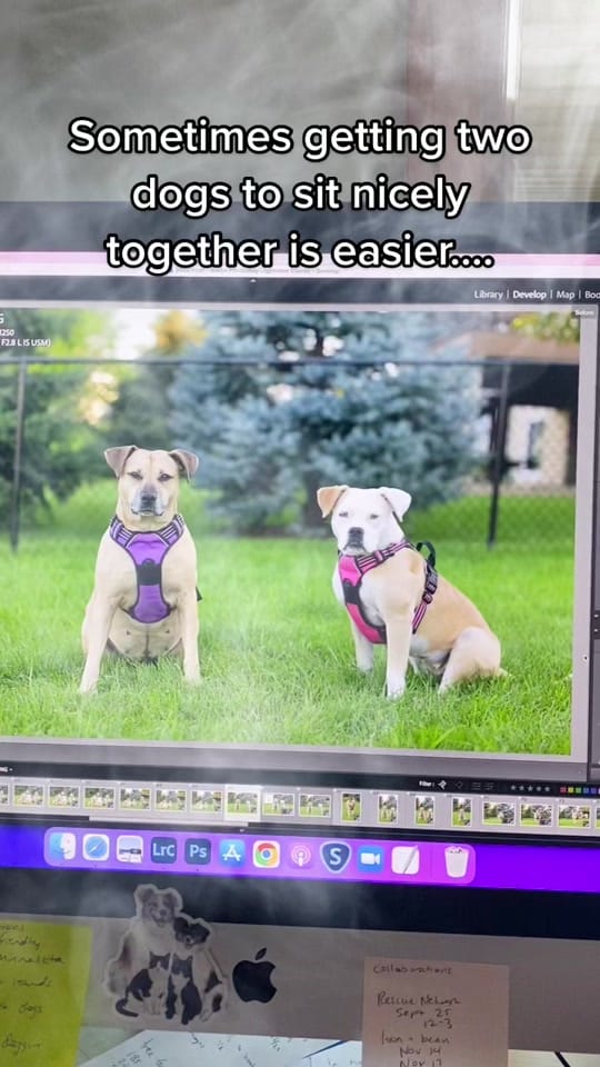 Post 5 by K Schulz Photography on TikTok (video)