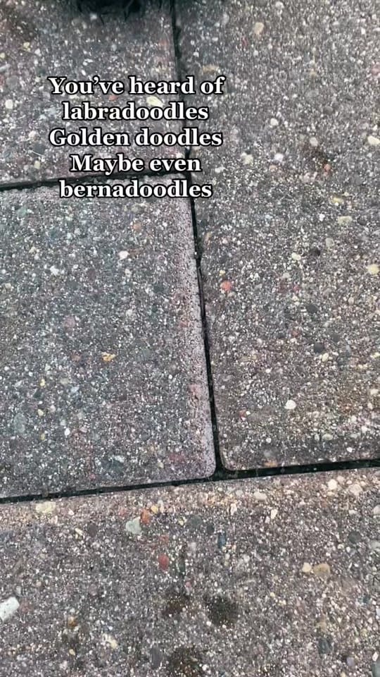 Post 9 by K Schulz Photography on TikTok (video)